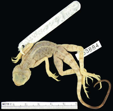 Sivun Phrynocephalus maculatus longicaudatus Haas 1957 kuva