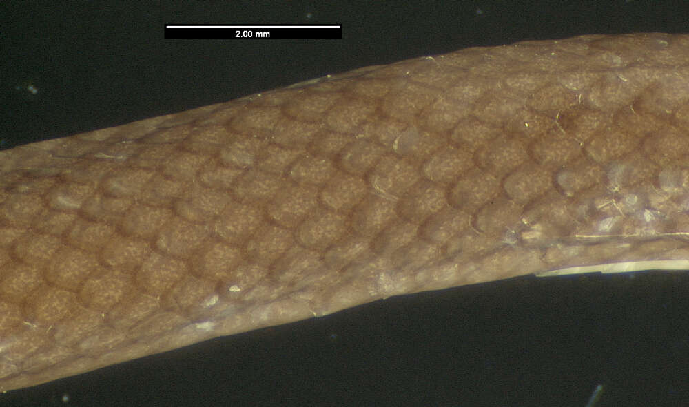 Image of Red Earth Centipede Snake