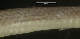 Image of Red Earth Centipede Snake