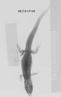 Image of Gray Gecko