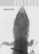 Image of Gray Gecko