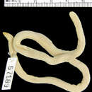 Image of Kilwa Sharp-snouted Worm Lizard