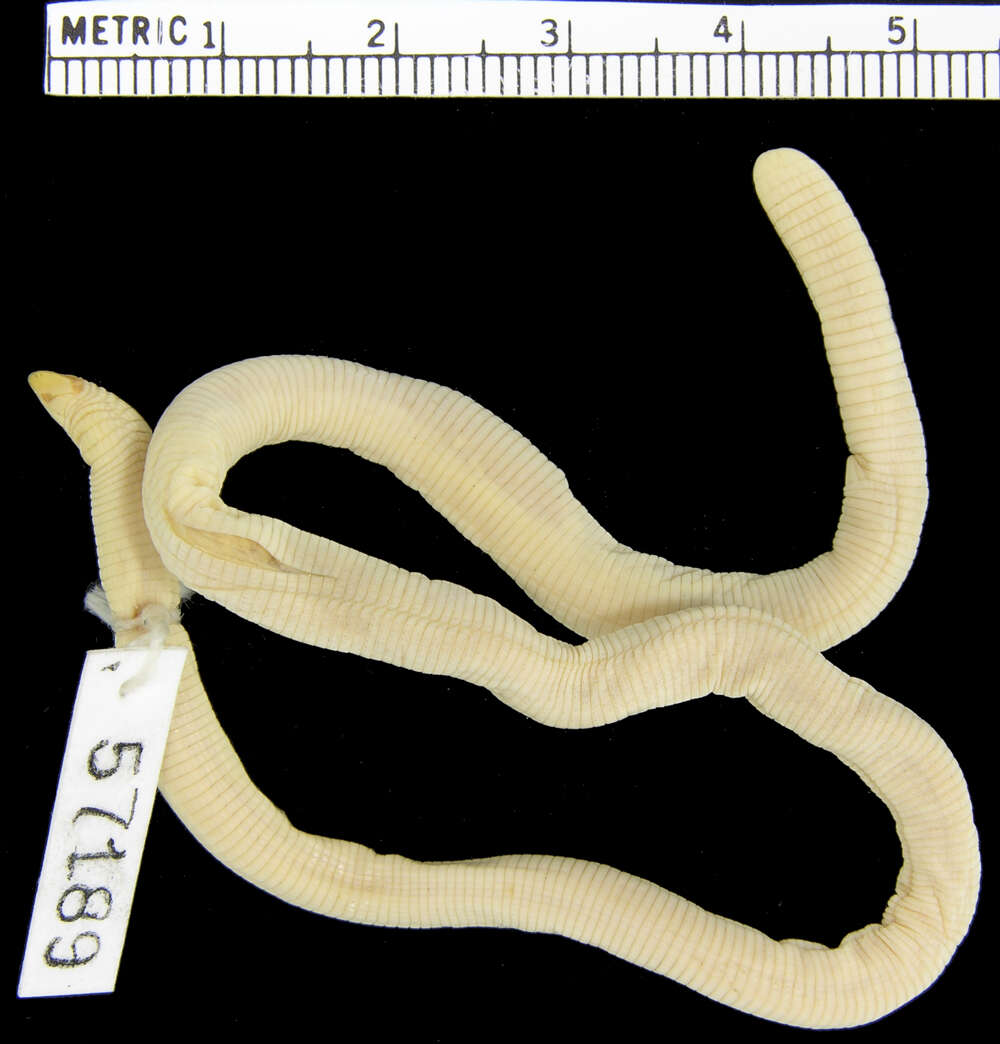 Image of Kilwa Sharp-snouted Worm Lizard