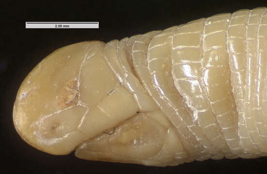 Image of Kilwa Sharp-snouted Worm Lizard