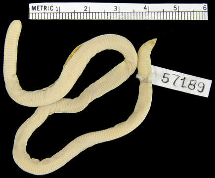 Image of Kilwa Sharp-snouted Worm Lizard