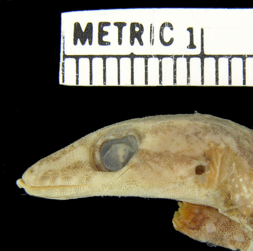 Image of Common House Gecko