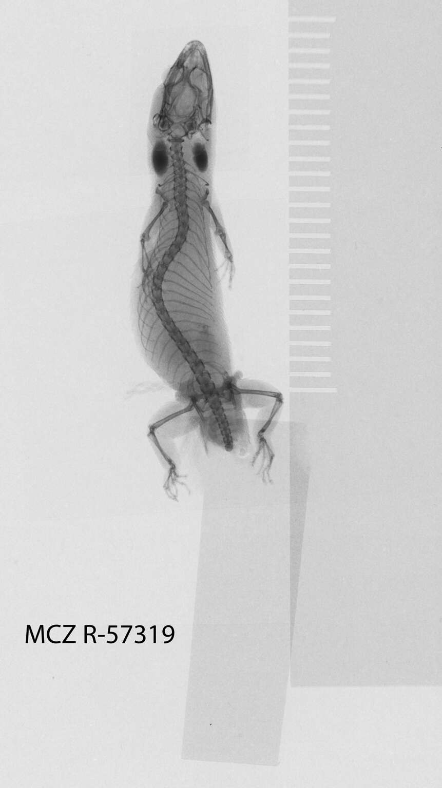 Image of Gray Gecko