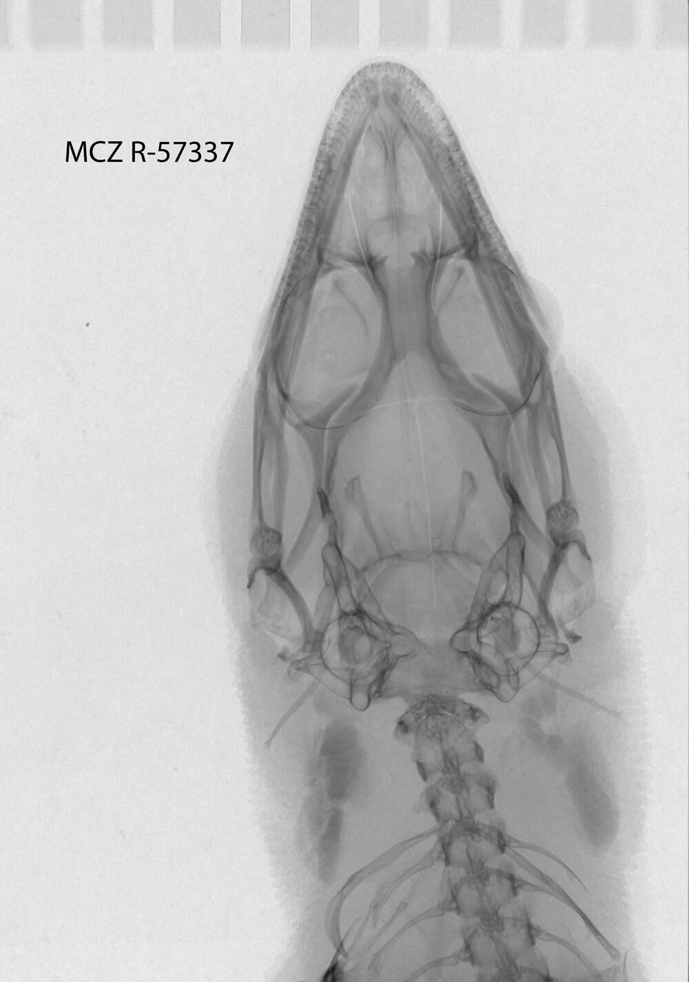 Image of Sphaerodactylus elegans elegans Macleay 1834