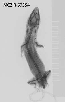 Sphaerodactylus scaber Barbour & Ramsden 1919 resmi