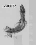 Sphaerodactylus scaber Barbour & Ramsden 1919 resmi