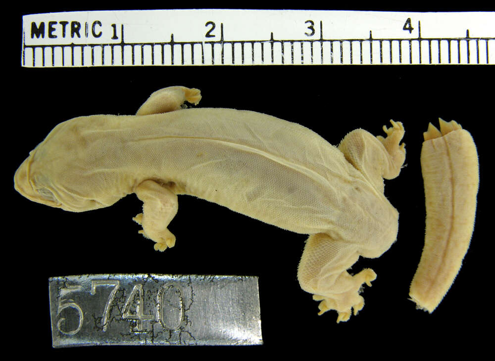 Image of Common Four-clawed Gecko