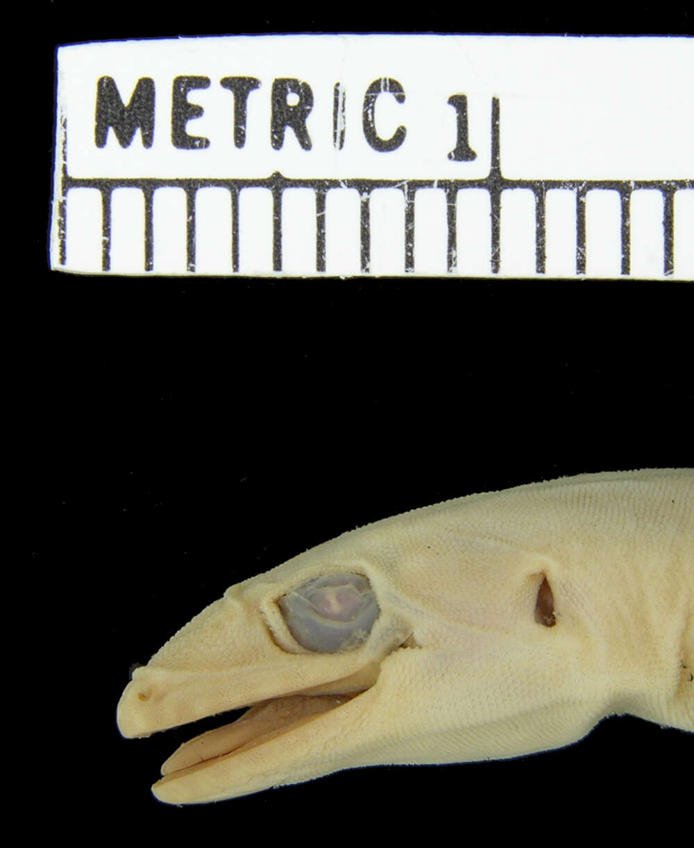 Image of Common Four-clawed Gecko