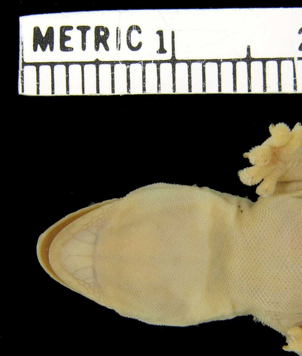 Image of Common Four-clawed Gecko