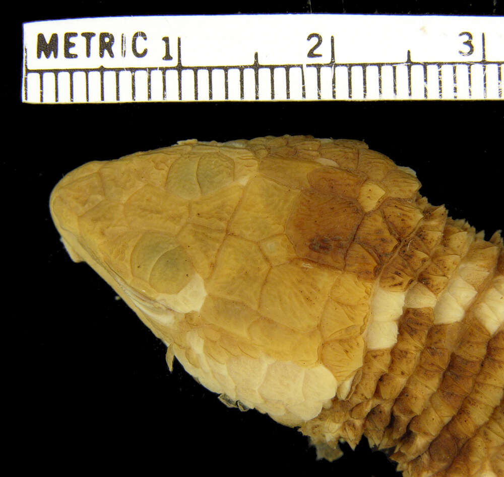 Image of Scincoidea