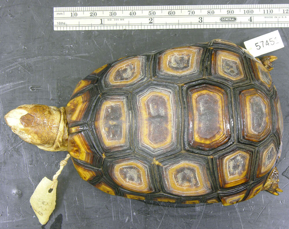 Image of Bell’s hinged tortoise