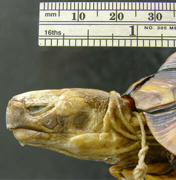 Image of Bell’s hinged tortoise