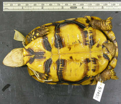 Image of Bell’s hinged tortoise