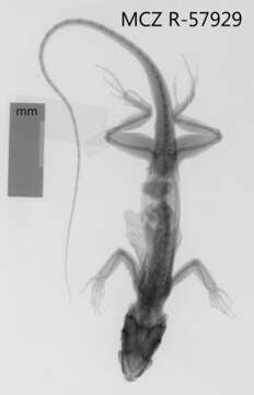 Image of Anolis equestris thomasi Schwartz 1958