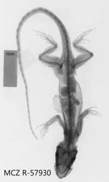 Image of Anolis equestris thomasi Schwartz 1958