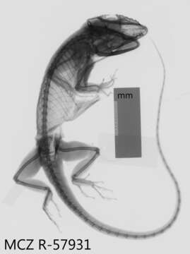 Image of Anolis equestris thomasi Schwartz 1958