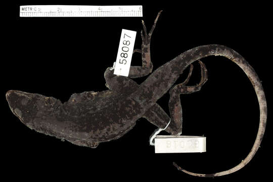 Image of Keeled Lava Lizard