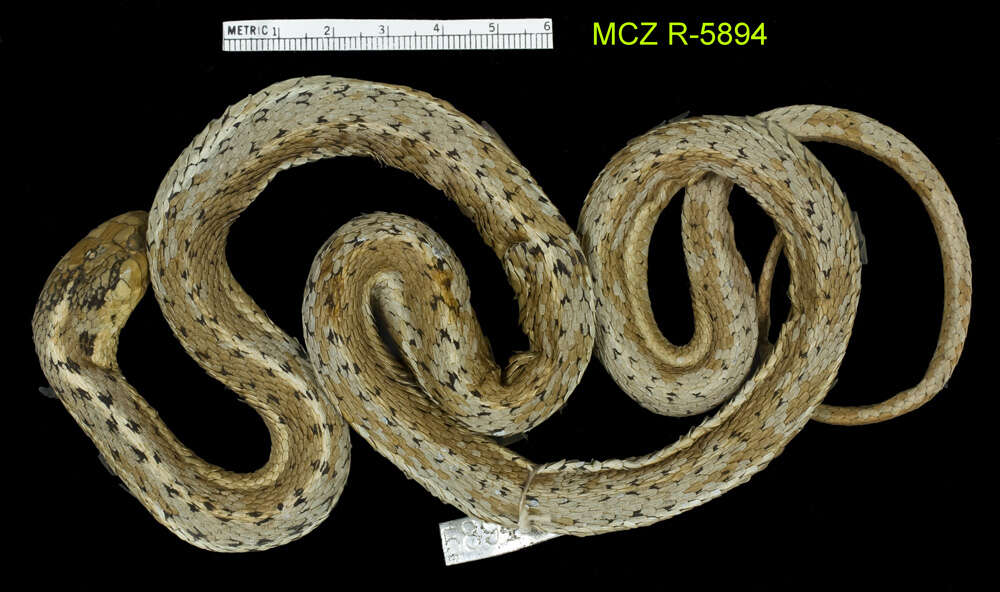 Image of Thamnophis elegans vagrans (Baird & Girard 1853)