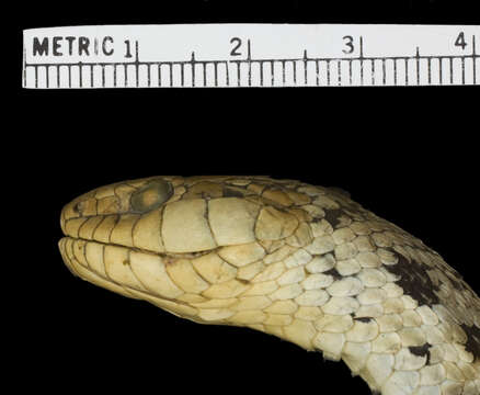 Image of Thamnophis elegans vagrans (Baird & Girard 1853)