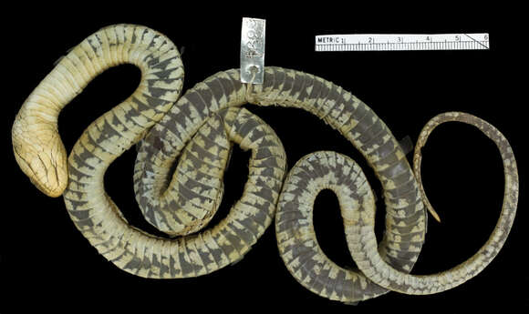 Image of Thamnophis elegans vagrans (Baird & Girard 1853)