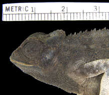 Image of Schouteden's Chameleon