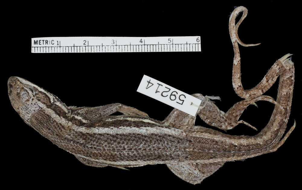 Image of Leiocephalus stictigaster lucianus Schwartz 1960