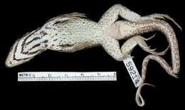 Leiocephalus stictigaster lucianus Schwartz 1960 resmi