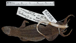 Image of Leiocephalus stictigaster ophiplacodes Schwartz 1964