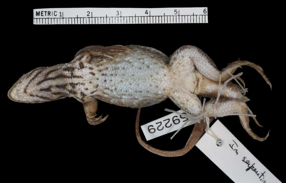 Image of Leiocephalus stictigaster ophiplacodes Schwartz 1964