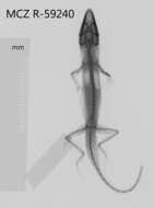 Image of Anolis paternus pinarensis Garrido 1975