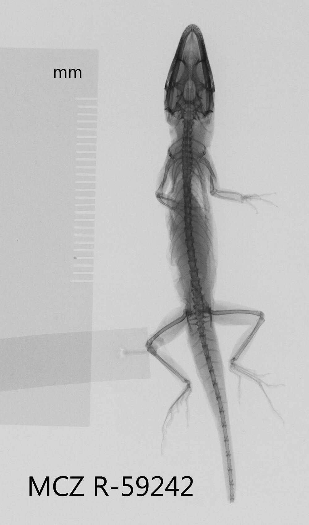 Image of Anolis paternus pinarensis Garrido 1975