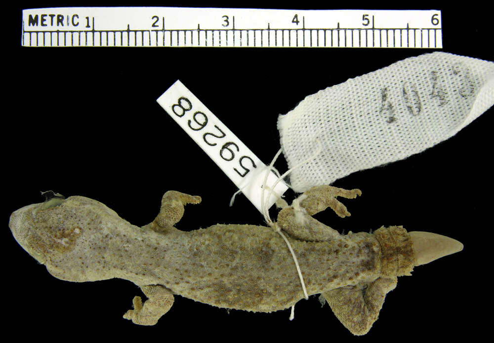 Image of Amaral's Brazilian Gecko