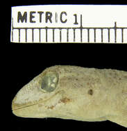 Image de Hemidactylus brasilianus (Amaral 1935)