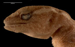 Image of Goias Gecko