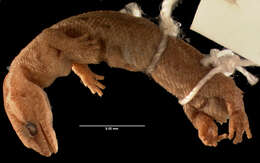 Image of Goias Gecko