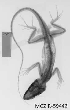 Image of Anolis equestris thomasi Schwartz 1958