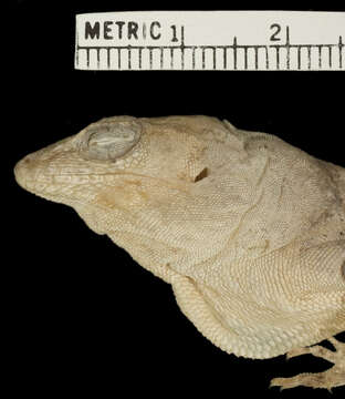 Image of <i>Anolis whitemani</i>