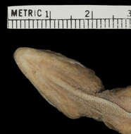 Image of Anolis oculatus cabritensis Lazell 1962