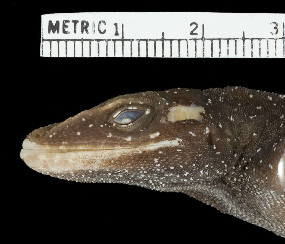 Слика од Anolis oculatus montanus Lazell 1962