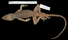 Image of Dominican anole