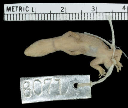 Image of Island Least Gecko