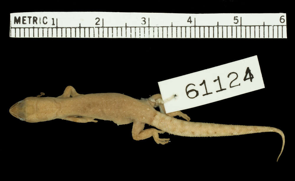 Image of Morocco Lizard-fingered Gecko