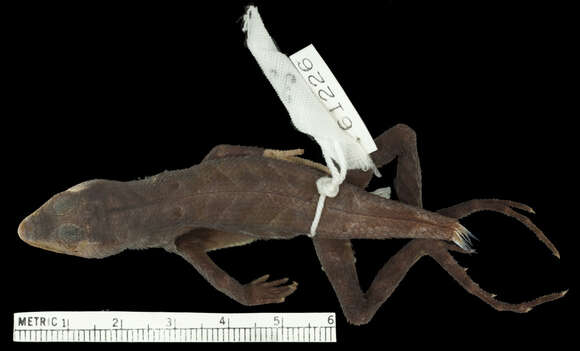 Image of Western Leaf Lizard