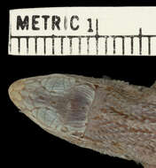 صورة Leiocephalus pratensis pratensis (Cochran 1928)