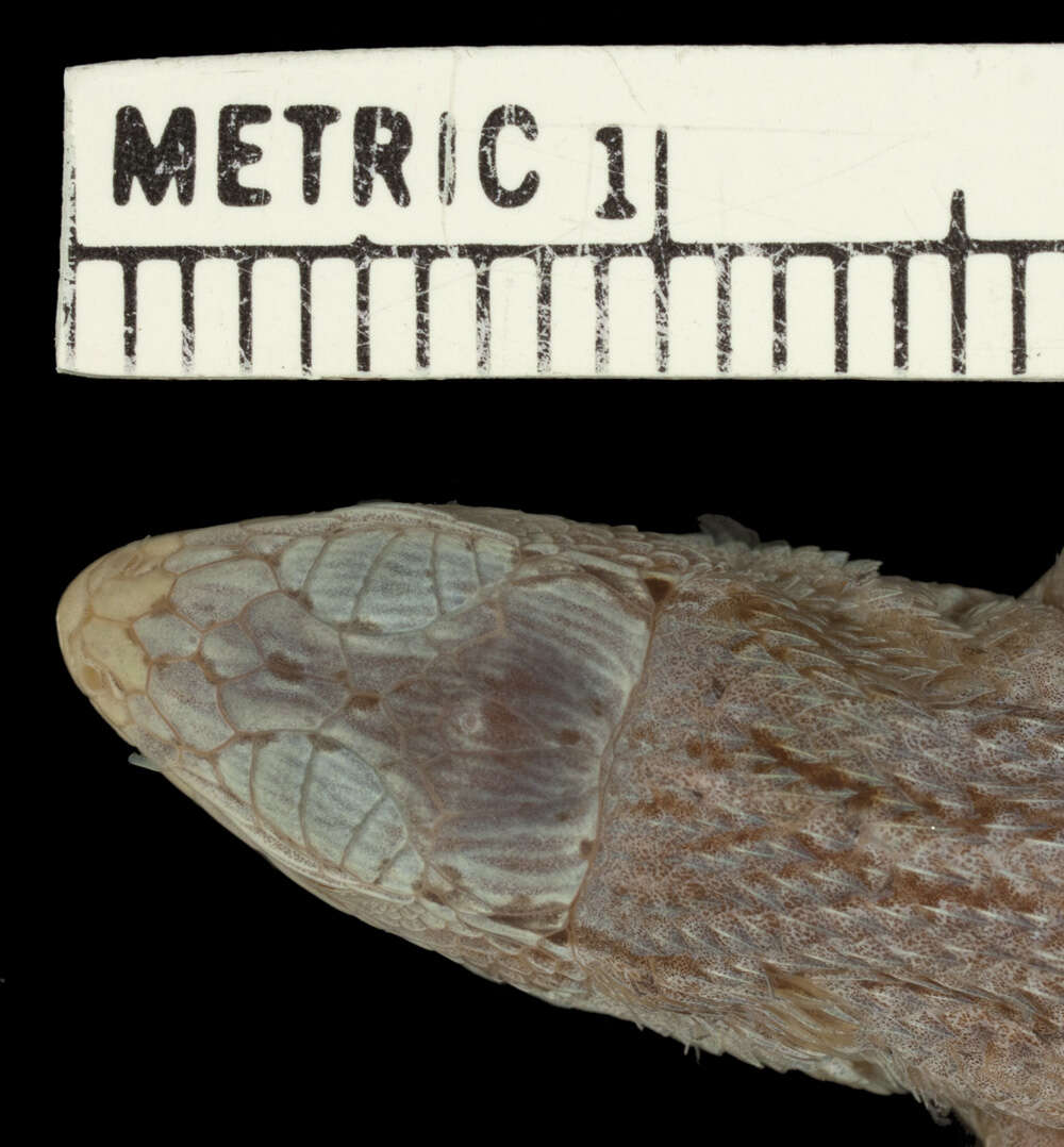 Image of Leiocephalus pratensis pratensis (Cochran 1928)