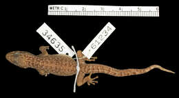 Image of Belize Leaf-toed  Gecko